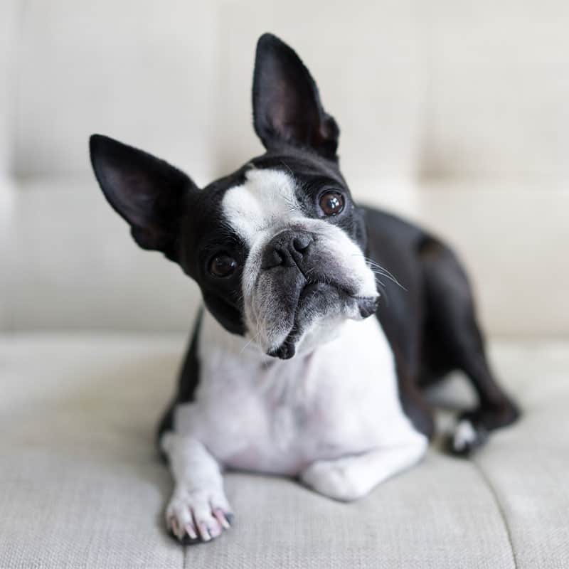Why Hire A Professional Pet Sitter in Lithia?